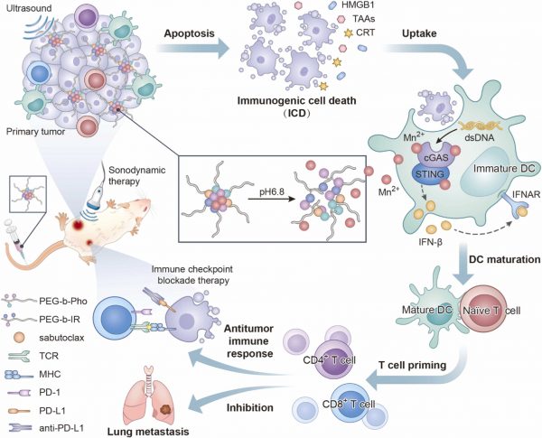 Manganese-phenolic nanoadjuvant combines sonodynamic therapy with cGAS ...